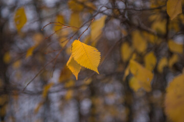 autumn leaves on a tree