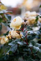 The Plant With Frost. Roses covered with frost