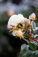 The Plant With Frost. Roses covered with frost