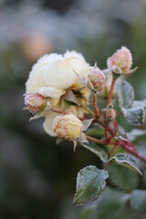 The Plant With Frost. Roses covered with frost