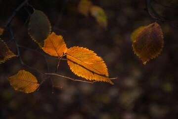 autumn leaves on the tree
