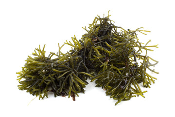 Alga isolated on white