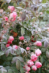 The Plant With Frost. Roses covered with frost