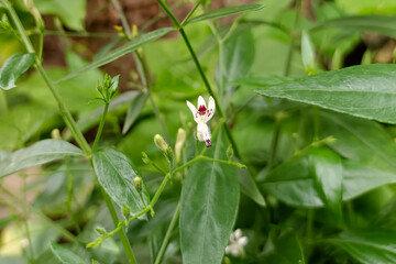 flowers of Andrographis paniculata herbs on a fresh plant.
