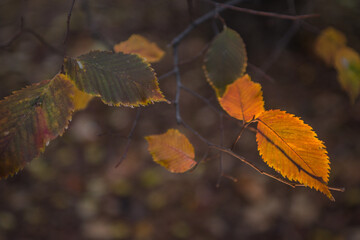 autumn leaves on the tree