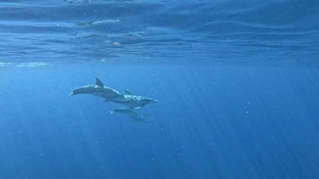 Spinner Dolphins (Stenella Longirostris) Swimming Off-shore In Tropical Sea Water. underwater