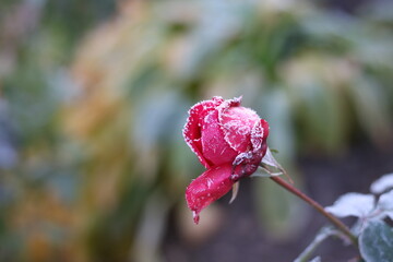 The Plant With Frost. Roses covered with frost