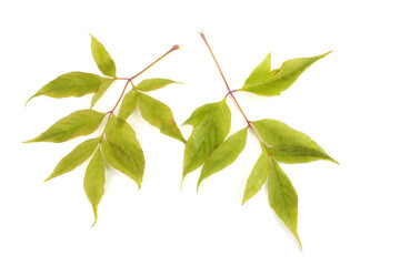 Ash-leaved maple (acer negundo). Box elder