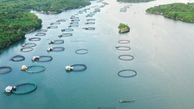 Fishing industry. Fish farming on an industrial scale. Aerial view of large scale traditional floating fish farms.