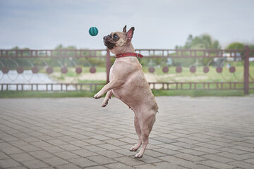 portrait of a french bulldog in motion, photo of a dog with dynamics