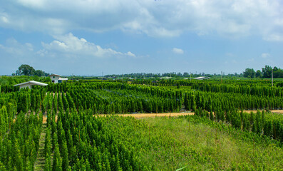 Agricultural field with blue sky