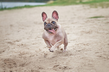 portrait of a french bulldog in motion, photo of a dog with dynamics