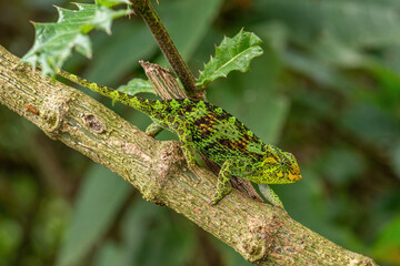 Johnston's Chameleon -Trioceros johnstoni, beautiful colored lizard from African woodlands and...