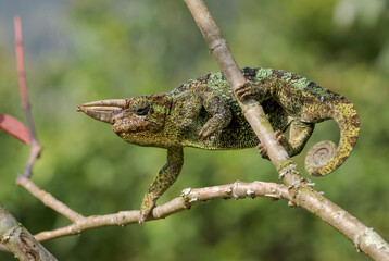 Johnston's Chameleon -Trioceros johnstoni, beautiful colored lizard from African woodlands and bushes, Bwindi, Uganda.