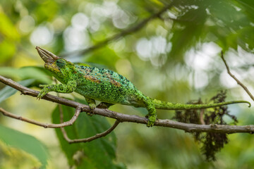 Johnston's Chameleon -Trioceros johnstoni, beautiful colored lizard from African woodlands and bushes, Bwindi, Uganda.