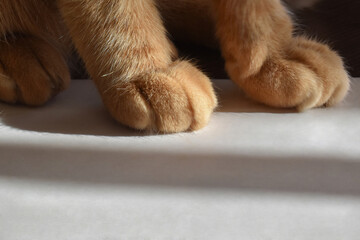 Ginger cat paw on white paper. Happy tabby cat relaxing at home.  Copy space is at the bottom of...