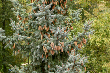 Blue spruce with cones. Blurred green background. Close-up.