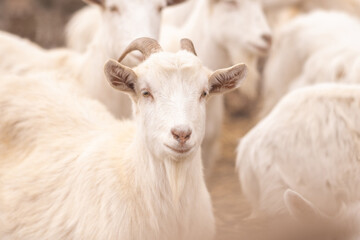 Farming goats in the village. Livestock raising. - obrazy, fototapety, plakaty