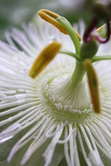 パッションフラワー、時計草コンスタンス・エリオット豪華な花をマクロ接写撮影。