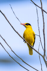 beautiful birds in Thailand.