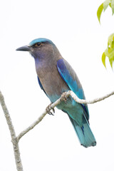 beautiful birds in Thailand.