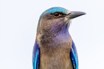 beautiful birds in Thailand.