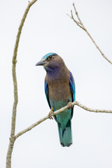 beautiful birds in Thailand.