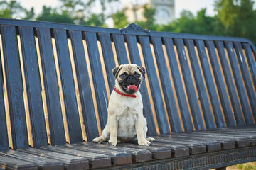 Pug puppy sitting on a bench in the park