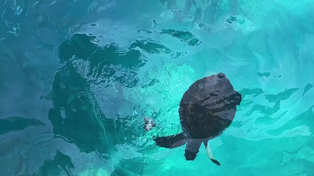 The sea turtle eating in the clear, transparent sea water. View from above