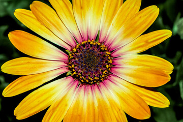 Fototapeta premium Yellow Cape Marguerite daisy bloom closeup.