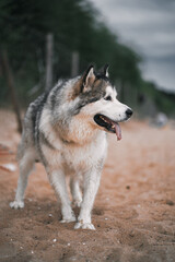 Obraz premium Close up portrait of malamute dog near the seaside
