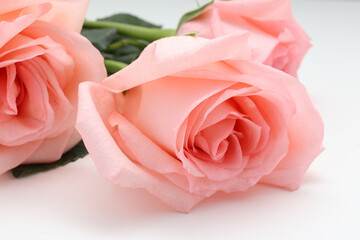 pink rose on white background