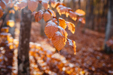 autumn leaves and grass in ice . first frost, dry leaf close-up. November, cold weather, onset of...