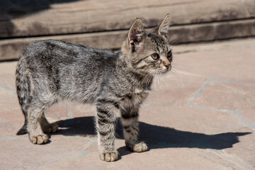 A small kitten standing on a stone tile