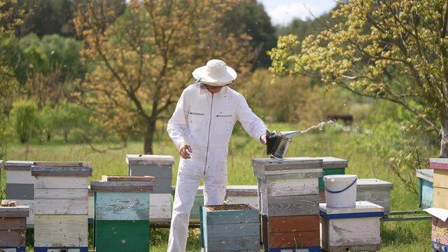 Organic honey harvesting by beekeeper. Summer beekeeping man working with apiary honeycombs.