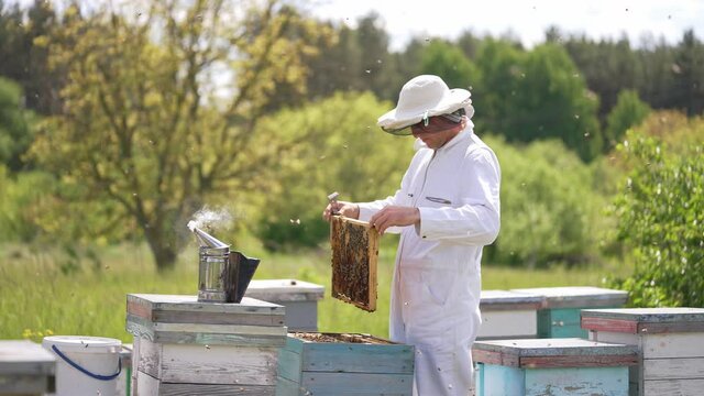 Summer beekeeping man working with apiary honeycombs. Organic honey harvesting by beekeeper.