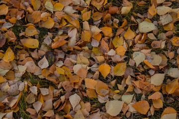 Yellow foliage on the lawn grass. Autumn in the city - fallow leaves are carpeted over the lawns.
