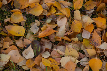 Yellow foliage on the lawn grass. Autumn in the city - fallow leaves are carpeted over the lawns.