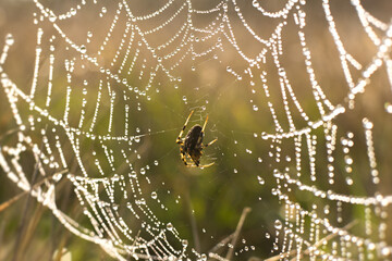 Spider drop web. Horizontal natural autumn background. A small brown spider in the bright morning light. Glowing round dewdrops shimmer in the sun. Beautiful blurred bokeh background. 