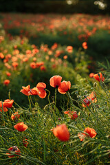 Obraz premium large field of red poppies on a sunny day