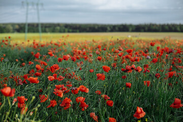 large field of red poppies on a sunny day