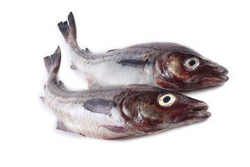 Pollock isolated on white