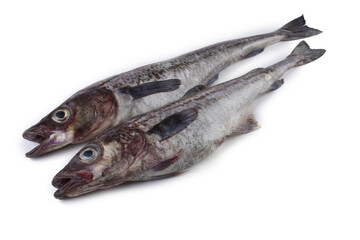 Pollock isolated on white