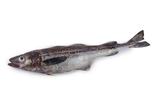 Pollock isolated on white