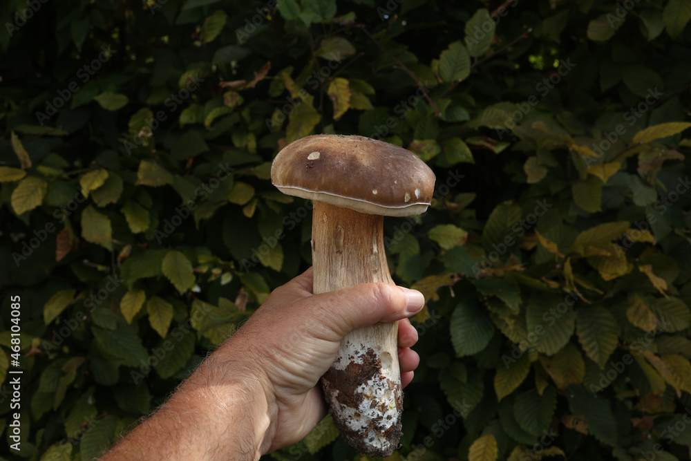 Sticker closeup shot of a hand with a huge boletus on a green foliage background