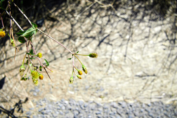 アメリカセンダングサ