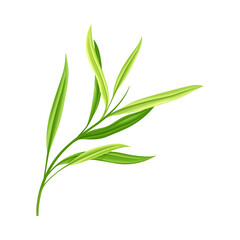 Bamboo Foliage and Green Leaf with Stem Vector Illustration