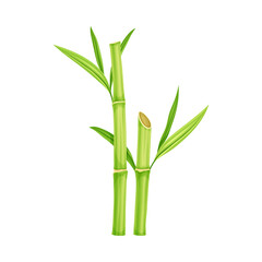 Fototapeta na wymiar Bamboo as Evergreen Perennial Flowering Plant with Hollow Stem and Green Leaf Vector Illustration