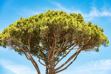 Close-up of a maritime pine on a clear blue sky. Coast of the mediterranean sea, Ostia antica, Rome, Italy, Europe.