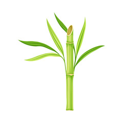 Bamboo as Evergreen Perennial Flowering Plant with Hollow Stem and Green Leaf Vector Illustration